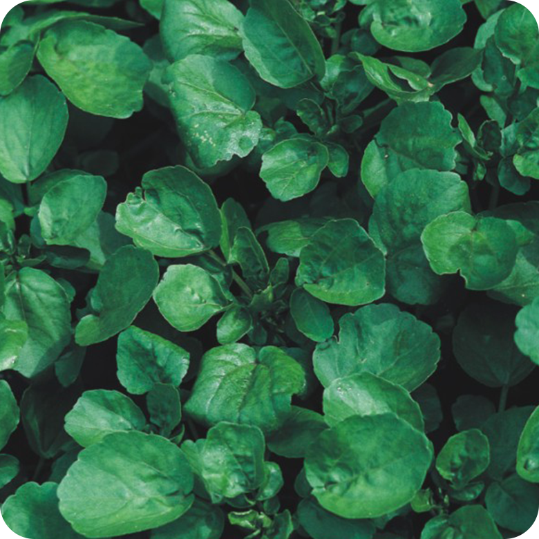 Kit Cápsulas 3 - Agrião da Água