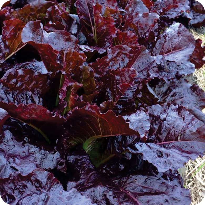 Kit Cápsulas 1 - Alface Crespa Roxa