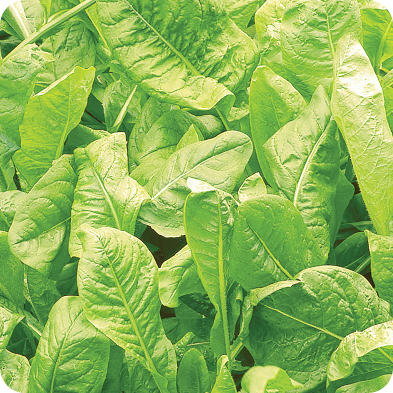 Kit Cápsulas 2 - Almeirão Folha Larga