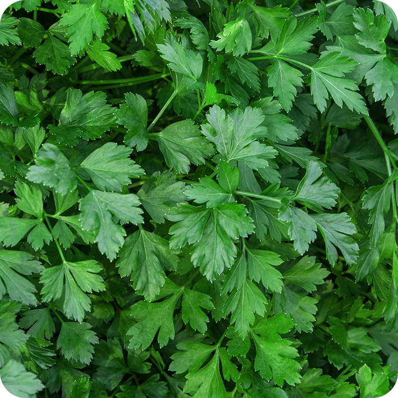 Kit Cápsulas 7 - Salsa Stella