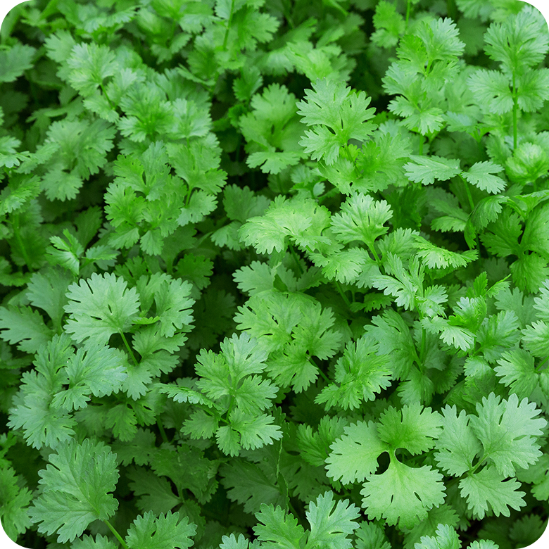 Kit Cápsulas 5  - Coentro Verdão